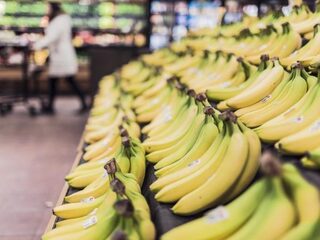 Doorbraak bananenziekte redt banaan niet van ondergang