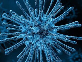 Waarom zijn mannen gevoeliger voor het coronavirus?