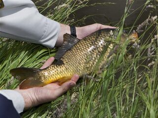 Waarom Nederland zo'n fijn vissersland is
