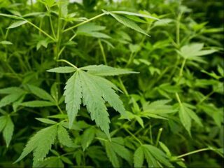 Standpunt - Het kabinet moet het experiment met ‘staatswiet’ grootschalig aanpakken