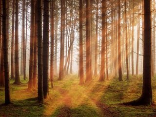 Het bos is geen recreatiegebied
