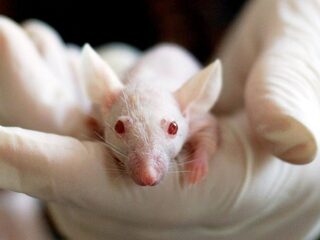 Prijs van onze vrijheid: marteldood van duizenden proefdieren