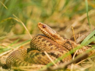 Nederlandse slangen in gevaar door een schimmel?