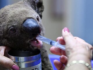 De aaibare koala is een donatiekanon, het zeehondje was dat eerder ook