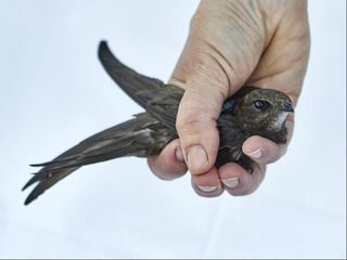 Zwaluwen vliegen meer dan 800 kilometer per dag
