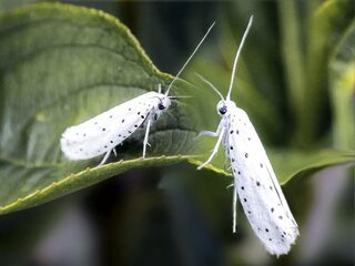 Wat nachtvlinderseks ons leert over de evolutie