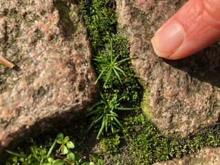 Wat groeit er in een tegelspleet?