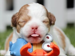 Maarten Keulemans | Lieve hond