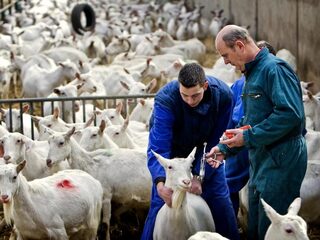 Feit of fictie: 'De afgelopen jaren zijn 100 mensen overleden door dierziekten'