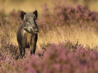 'Wildbeheer moet op de schop'