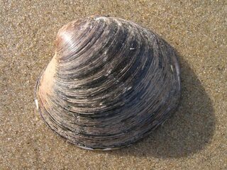 Luiheid leeft het langst: deze dieren worden heel oud