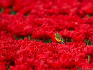 Onno Blom: wondertuin