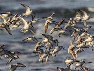 Nieuwe natuur in Nederland: het Trintelzand