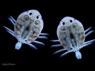 Kleurrijk waterleven onder de microscoop