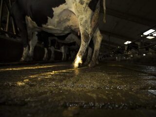 Kwaliteitskeurmerk moet mestfraude voorkomen