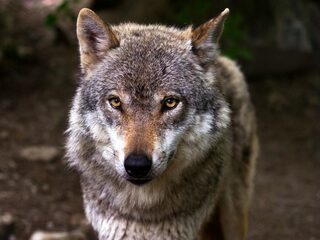 'Het is een illusie dat we moeiteloos kunnen samenleven met de wolf'