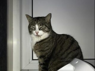 Waarschuwing voor kattenbaasjes: pas op voor groene aanslagreiniger