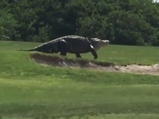 TrendingVandaag: grote alligator