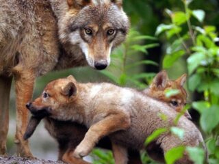 Podcast De Dag: het huilen staat de wolf nader dan het lachen