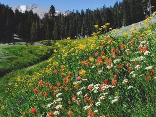 Unieke databank brengt vegetatie over de hele wereld in kaart