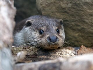 Het gaat goed met otter in ons land