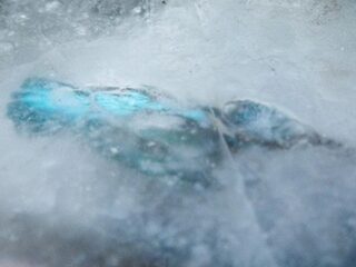 De ijs-ijsvogel is een 'dood dier met een verhaal'