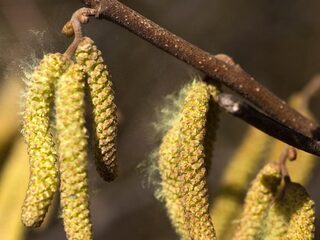 Heb ik hooikoorts of het coronavirus? Zo ontdek je het verschil