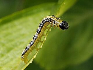 Kale en bruine heggen door rups van buxusmot