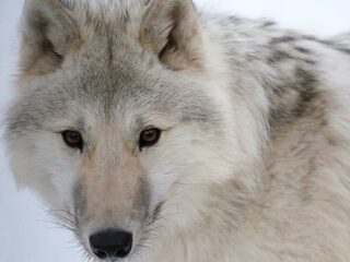 LTO wil teveel aan wolven in Nederland afschieten