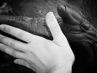 Chimpansees en mensen apen elkaar na