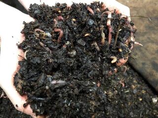 Amersfoortse wormenkoning maakt 'beste compost die er is'