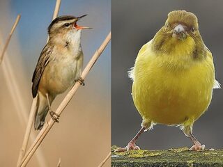 Speciaal voor Jochem Myjer: top vijf ADHD-vogeltjes