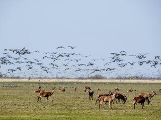 Flevoland wil minder grote grazers in Oostvaardersplassen