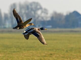 Zo hou je eendenvrouwtjes uit elkaar