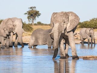 Mysterie van olifantensterfte Botswana lijkt opgelost