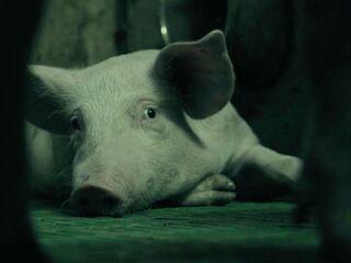 Biggetjes in de bio-industrie winnen een ‘Groene Oscar’