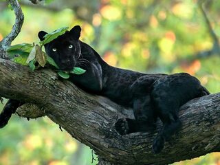 Beroemde natuurfotografen zamelen geld in voor Afrikaans wildleven