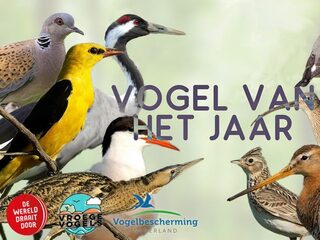 Welke vogel is onze 'vogel van het jaar'?