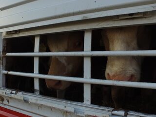 'Helse veetransporten naar Turkije houden aan'