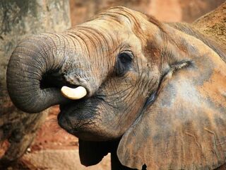 EU houdt totaalverbod op ivoorhandel tegen