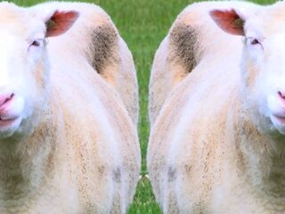 Klonen lijken toch gezond oud te kunnen worden