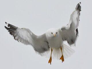 Heeft meeuwenbestrijding effect?