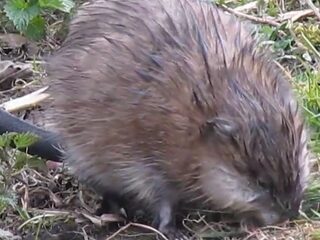 Muskusrat, moet je ook eens proberen, lekker!