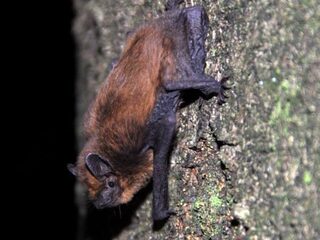 Zware metalen bedreigen vleermuizen