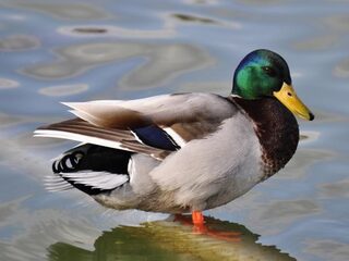 TrendingVandaag: Waterschap verbiedt eenden te voeren