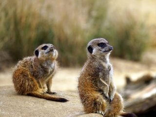 De mens is niet moordlustiger dan het stokstaartje