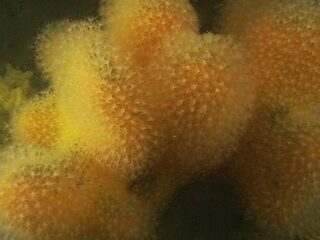 Dodemansduim van ongekende afmeting