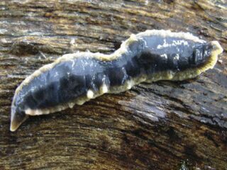 ‘Invasie gevreesd van de platwormen’