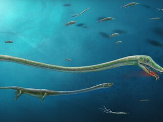 Mysterieuze oerhagedis legde geen eieren, maar baarde kleintjes