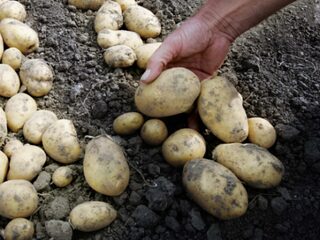 Afvallen? ‘Frikandel beter dan bamischijf’